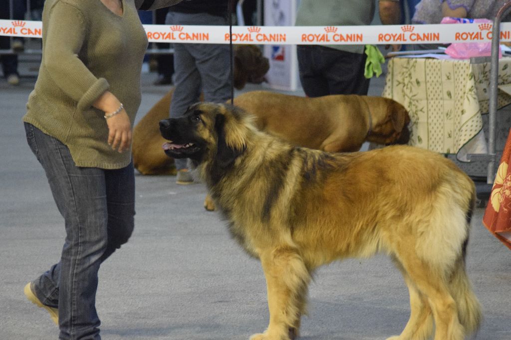 Des Amours De Camafa - Exposition Canine D'Avignon 2018