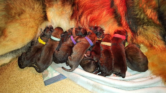 Des Amours De Camafa - Les Chiots de IndyEllo no Rebat et de Hatchi de l'Arche de Caux 