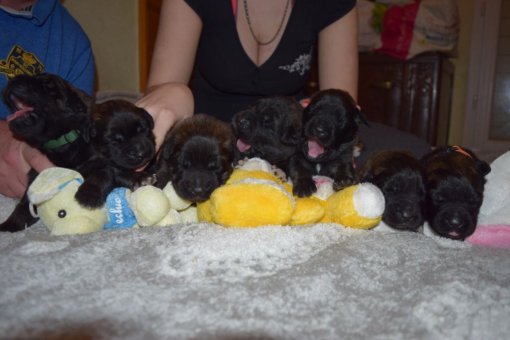 Des Amours De Camafa - Les bébés ont 11 jours !!!!