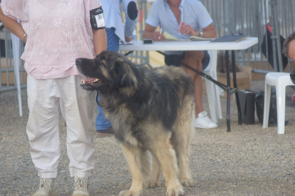 Des Amours De Camafa - EXPOSITION CANINE BEZIER 2018