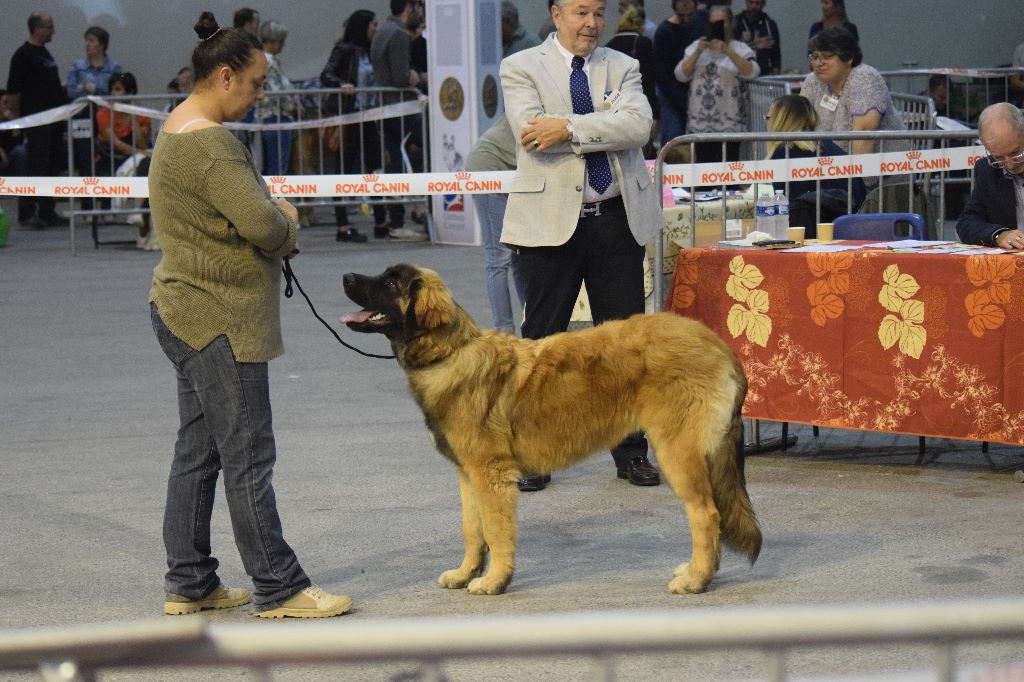 Des Amours De Camafa - Exposition Canine D'Avignon 2018