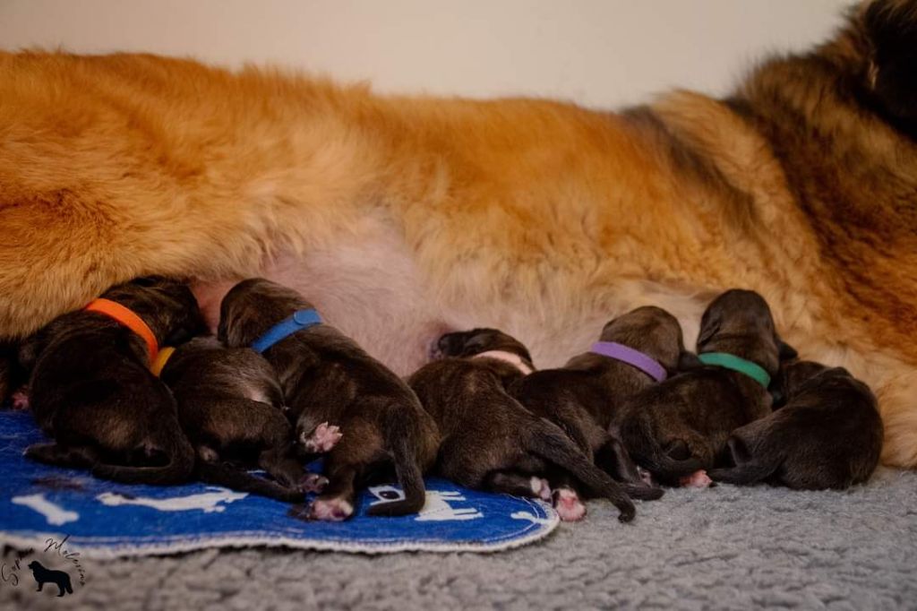 Des Amours De Camafa - Les bébés de Olly sont là 