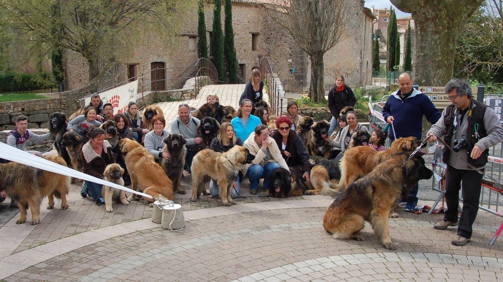 Des Amours De Camafa - Exposition canine de Flassans sur issole 