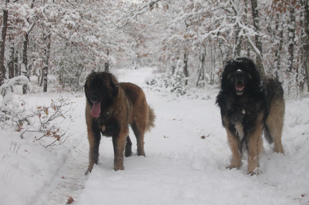 Des Amours De Camafa - Sous la neige