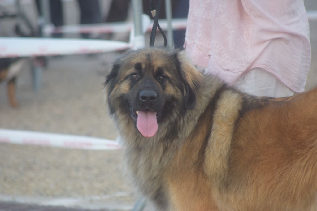 Des Amours De Camafa - EXPOSITION CANINE BEZIER 2018