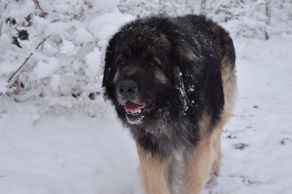 Des Amours De Camafa - trop cool la neige