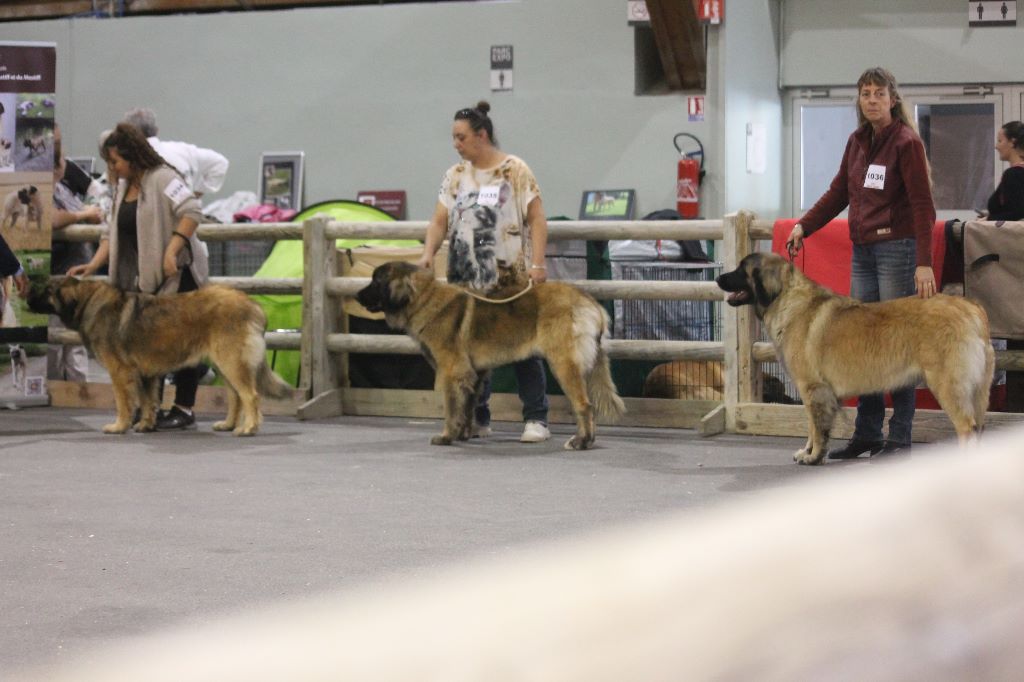 Des Amours De Camafa - Exposition Canine D'Avignon 2017